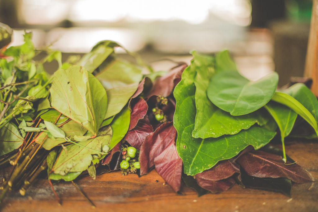 Master Plant Dieta at Caya Shobo Ayahuasca Healing Retreat Center