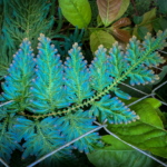 12 Day Ayahuasca Retreat