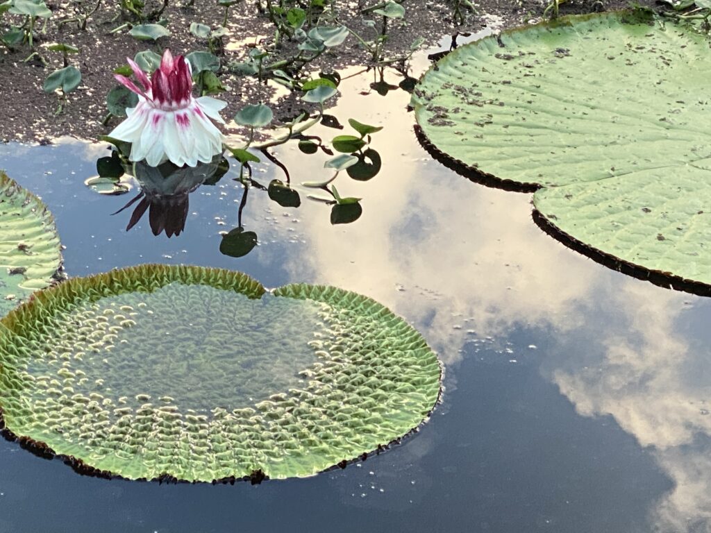Caya Shobo Ayahausca Retreat and Plant Dieta Center Victoria Regia in bloom