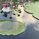 Caya Shobo Ayahausca Retreat and Plant Dieta Center Victoria Regia in bloom