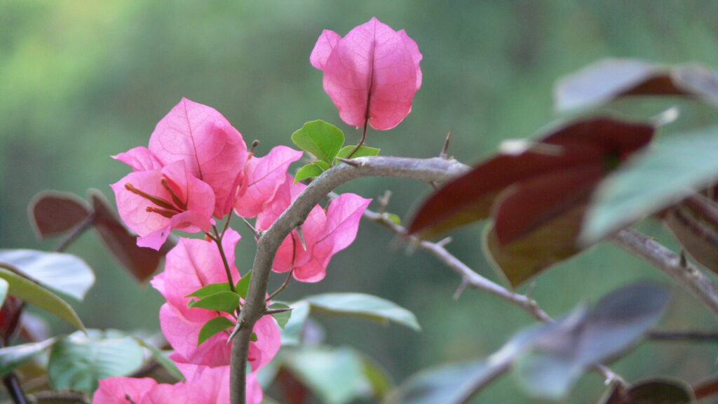 Caya Shobo Ayahausca Retreat and Plant Dieta Center, Bougainvillea and Pinon Colorado Master Dieta Plant