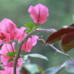 Caya Shobo Ayahausca Retreat and Plant Dieta Center, Bougainvillea and Pinon Colorado Master Dieta Plant