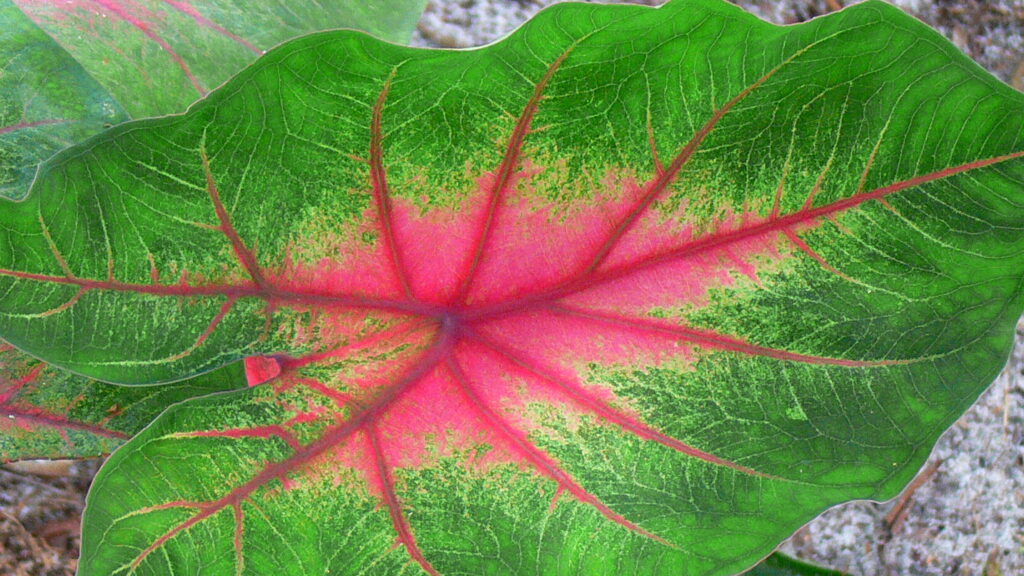 Caya Shobo Ayahausca Retreat and Plant Dieta Center, Corazon de Jesus, Master Plant Dieta