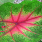 Caya Shobo Ayahausca Retreat and Plant Dieta Center, Corazon de Jesus, Master Plant Dieta