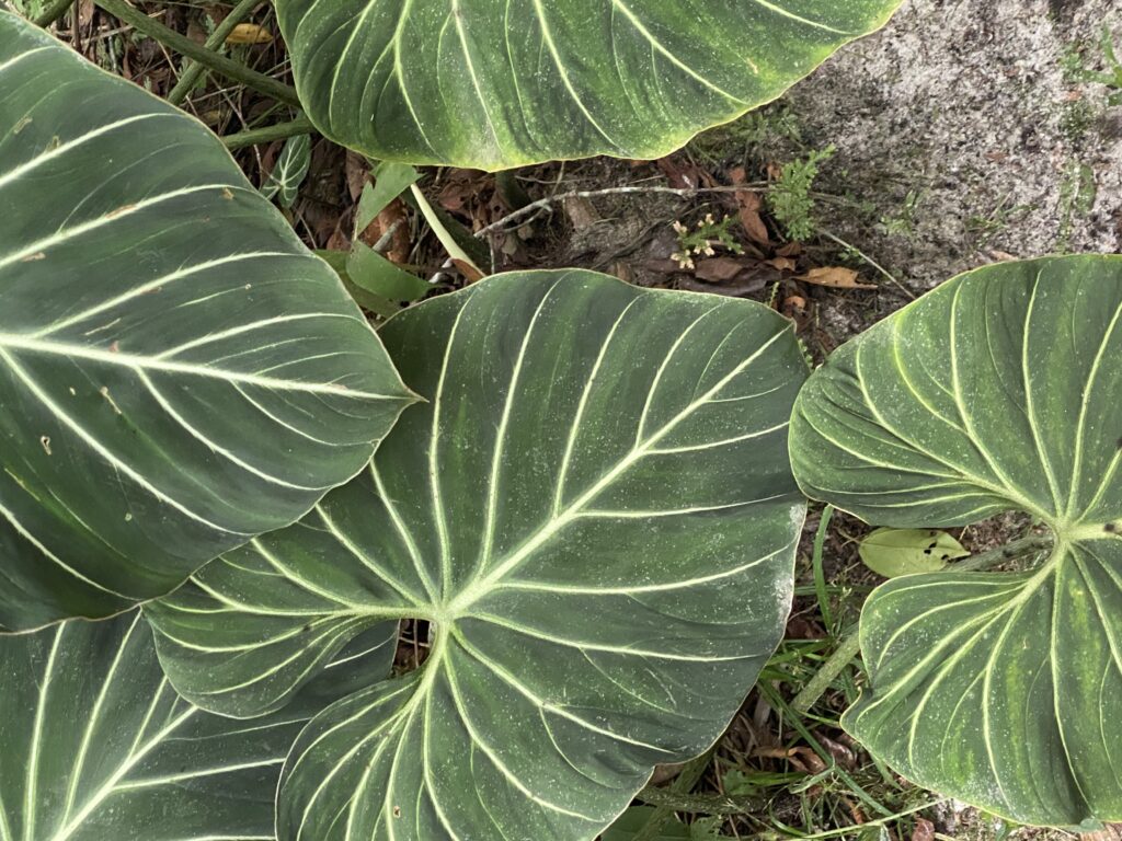 Caya Shobo Ayahuasca Retreat & Plant Dieta Center, Amazon jungle
