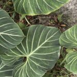 Caya Shobo Ayahuasca Retreat & Plant Dieta Center, Amazon jungle