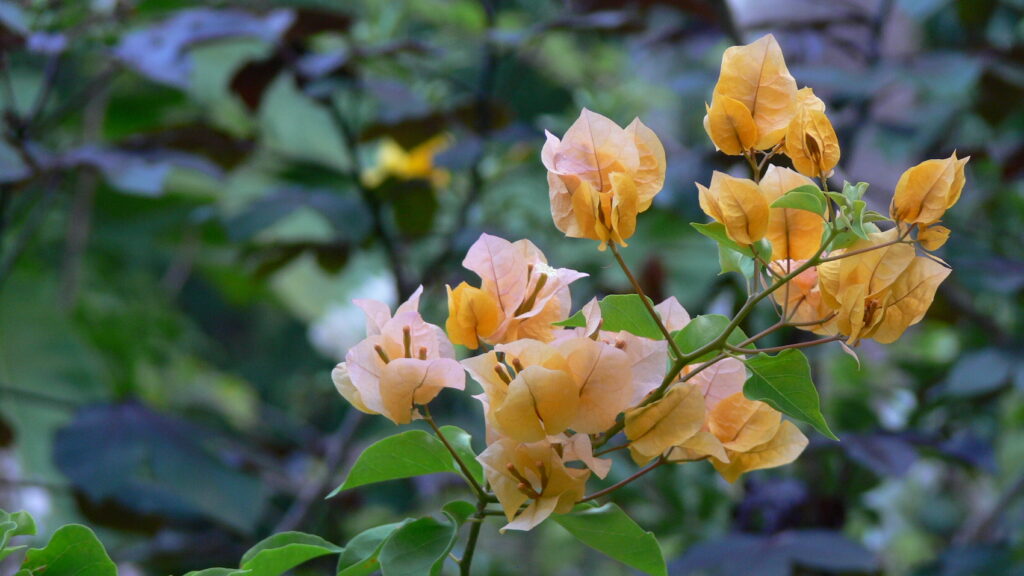 Caya Shobo Ayahuasca Retreat and Plant Dieta Center, Flower bath hut bougainvillea
