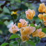Caya Shobo Ayahuasca Retreat and Plant Dieta Center, Flower bath hut bougainvillea