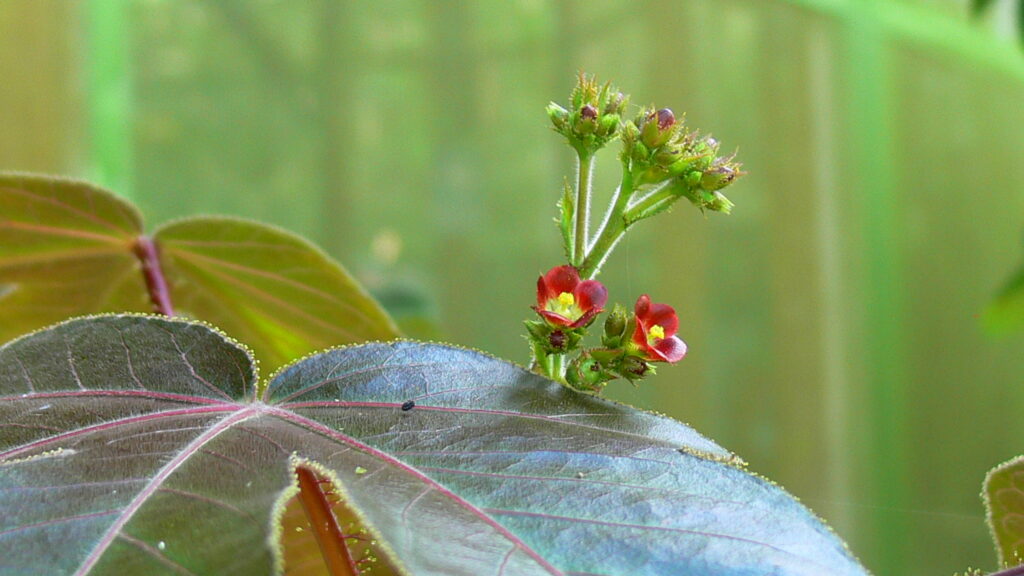 Caya Shobo Ayahuasca Retreat and Plant Dieta Center Pinon Colorado Master Dieta Plant