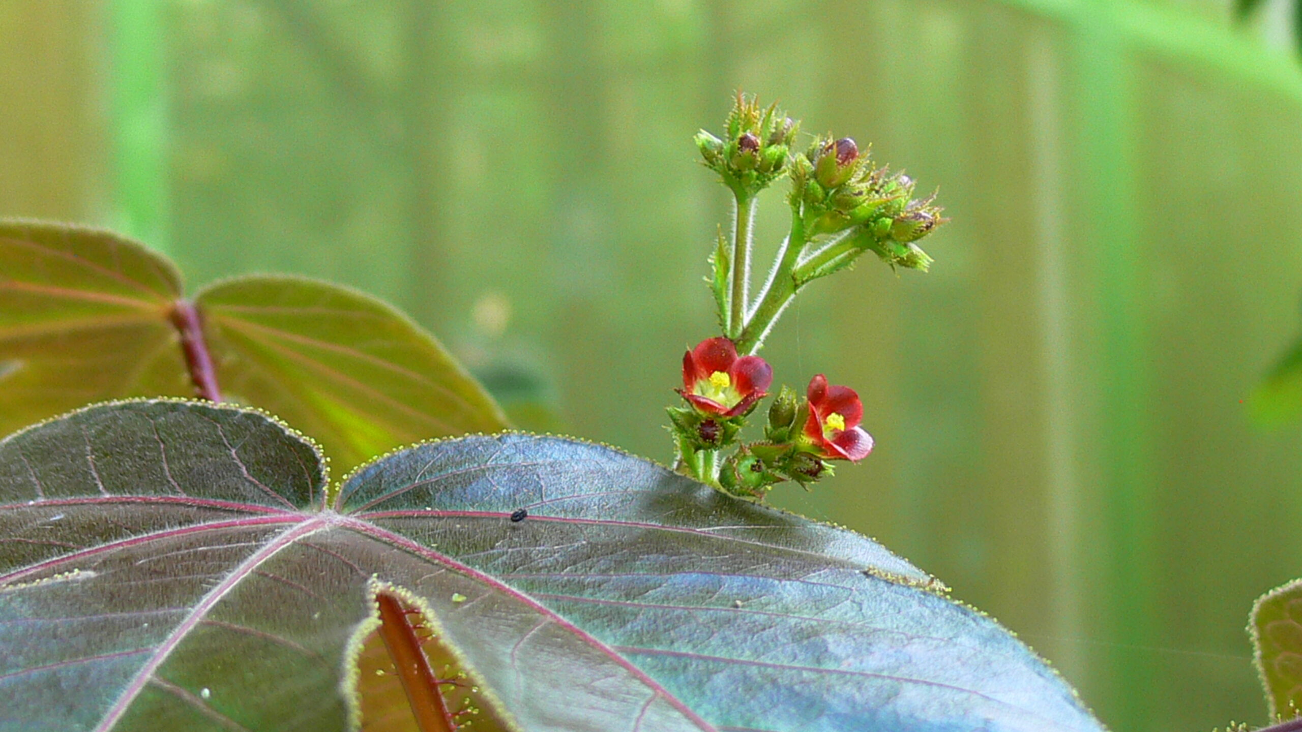 Caya Shobo Ayahuasca Retreat and Plant Dieta Center Pinon Colorado Master Dieta Plant