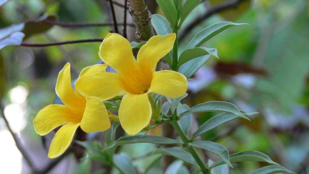 Caya Shobo Ayahuasca Retreat and Plant Dieta Healing Center flowers