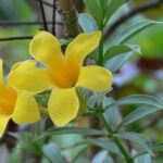 Caya Shobo Ayahuasca Retreat and Plant Dieta Healing Center flowers