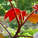 pinon colorado plant medicine, growing at caya shobo ayahuasca healing retreat center Peru