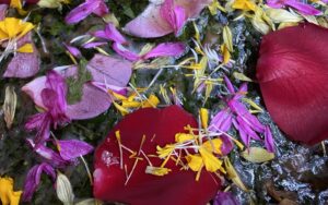 Flower bath at Caya Shobo Ayahuasca Retreat Center, Peru