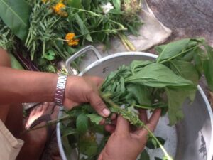 Preparation-of-Plant-Vapor-Bath