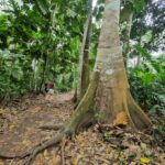 Tree in Peru at Shipibo ayahuasca center