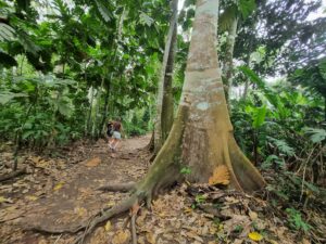 Tree in Peru at Shipibo ayahuasca center