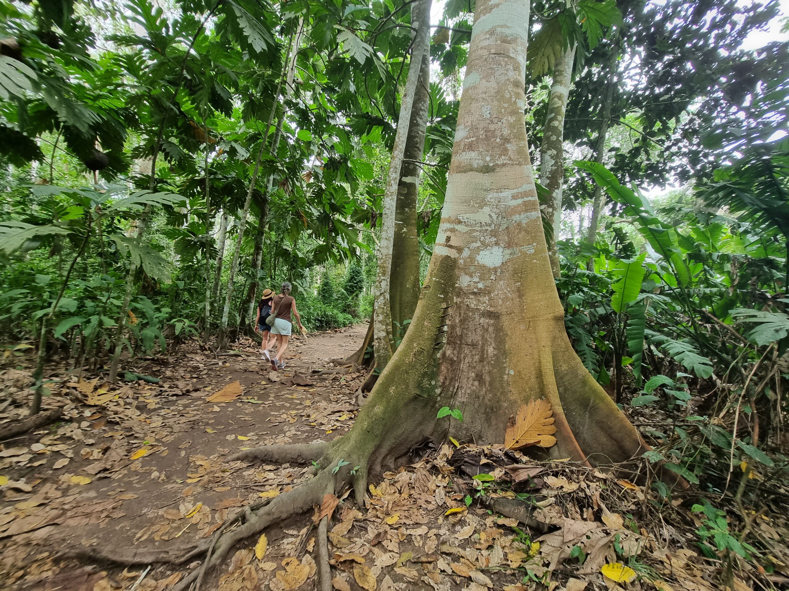 Tree in Peru at Shipibo ayahuasca center