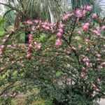 Bobinsana flowers on tree at Shipibo Ayahuasca Retreat Peru