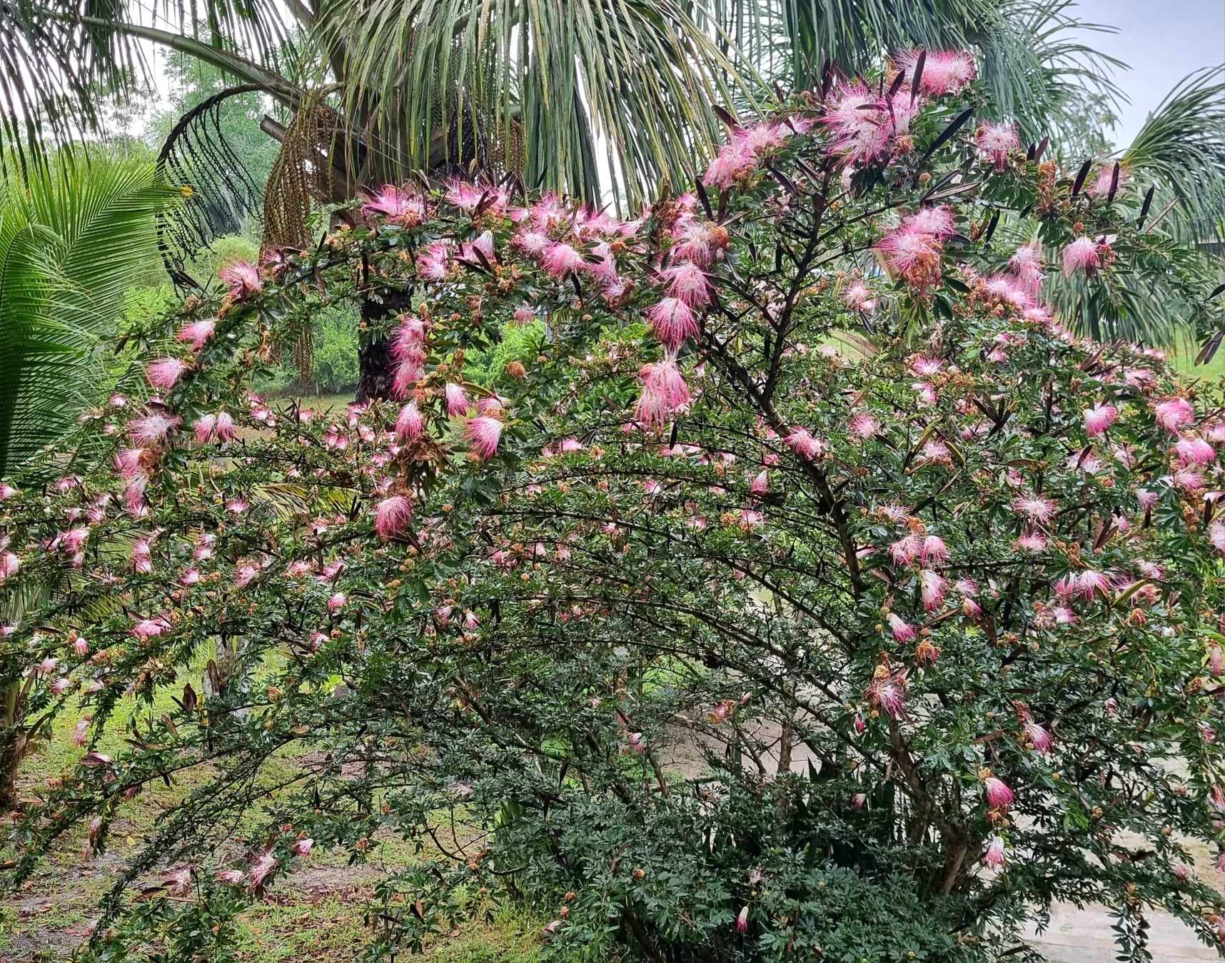 Bobinsana flowers on tree at Shipibo Ayahuasca Retreat Peru