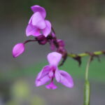 Flower at Shipibo Shaman Ayahuasca Retreat Center