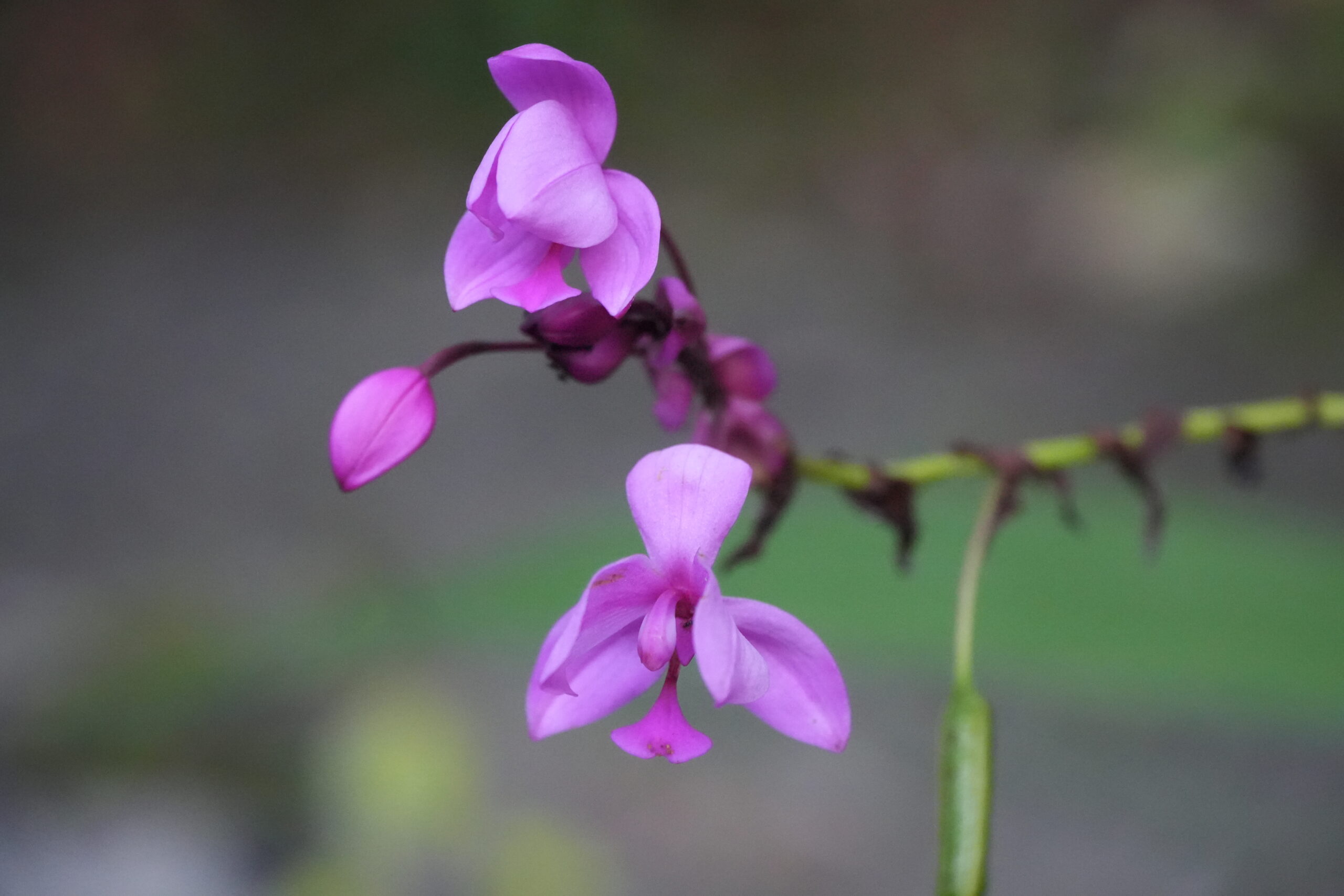 Flower at Shipibo Shaman Ayahuasca Retreat Center