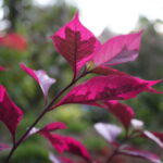 Flower at Shipibo Shaman Ayahuasca Retreat Center