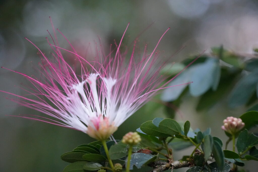 Bobinsana flower at Shipibo Ayahuasca Retreat Peru