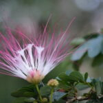 Bobinsana flower at Shipibo Ayahuasca Retreat Peru
