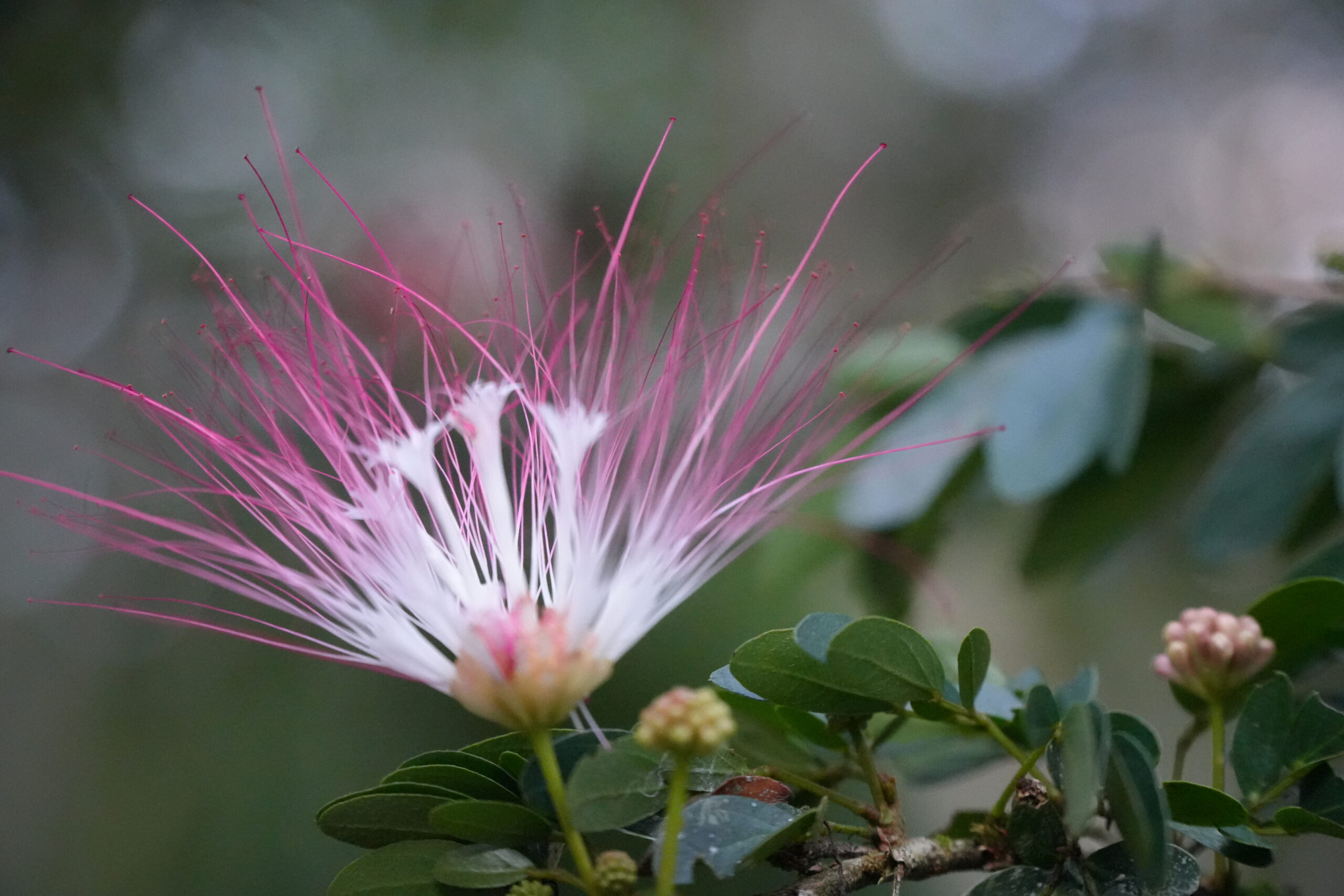 Bobinsana flower at Shipibo Ayahuasca Retreat Peru