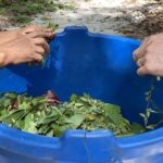 Preparation of a cleansing flower bath at Shipibo Ayahuasca Retreat Peru